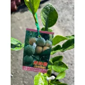 植系青屬-馬蜂橙/馬蜂橙苗/泰國檸檬葉/嫁接苗/四吋黑軟盆