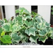 陽光綠築【嚴選植栽。常春藤】３吋小品／蔓性垂吊／斑葉／耐陰