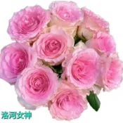 玫瑰天地 賣場三盆起才有寄送 3吋品種玫瑰苗 一箱最多8盆 洛河女神