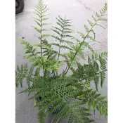 金粉蕨｜5吋盆～空氣淨化蕨類植物⋯