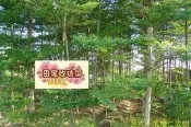 ╭＊田尾玫瑰園＊╯優質庭園用樹(小葉欖仁)--高150cm盆植
