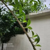 南非葉節節發芽▪︎發芽支條出貨1支條13元