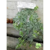 ~長榮~~【常春藤】3吋 　小品盆栽　懸垂植物　陽台美化　