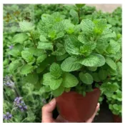 現貨+當日出貨 600粒 超多款 薄荷種子 香水薄荷 可食用可驅蚊 食用檸檬薄荷種子 貓薄荷種子 四季盆栽薄荷種子