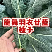 台灣現貨 龍舞羽衣甘藍種子 耐熱易種 蔬菜種籽 家庭盆栽 觀葉食用 四季可種 新手友善 陽台菜園 健康葉菜 沙拉食材