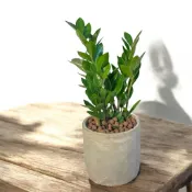 植物空間 室內植物 金錢樹5寸 美鐵芋 觀葉植物