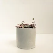 愛之蔓錦│泥作系列│福所栽