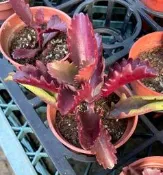 缺貨~ 3寸盆 朱蓮 多肉植物 美化綠化盆栽 觀賞植物