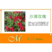 《Meilleur》沙漠玫瑰種子 3 粒