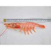{鮮鱻本舖} 天使紅蝦L2／2kg／799免運／阿根廷／紅蝦／船凍／生食等級／海鮮／蝦子／日式／火鍋／海鮮宅配