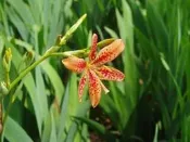 ╭＊田尾玫瑰園＊╯多年生草本植物(射干)