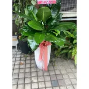 M-Flower  台北花店 開幕花禮 公司喬遷 祝賀蘭花 開幕盆栽 新店開幕 開幕送禮  競選花禮台北免運