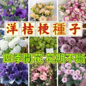 洋桔梗種子 重瓣切花種子 盆栽花卉 玫瑰花型 春夏開花 播種容易 多色混合 花苗 花園植物 庭院美化 開花植物 種籽