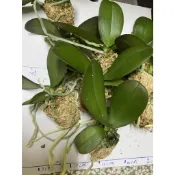 {衝評價用} 蝴蝶蘭 1.7吋脫盆《蝴蝶蘭苗》 新手練功用 含保證條款
