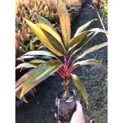 嘉興園藝 / 朱蕉 / 紅竹 /  觀葉植物 / 3吋盆高約10-15cm / 超取上限八棵  宅配上限40顆