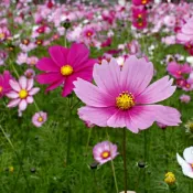 【隔日到貨】 大波斯菊 【花海種子】花海中包裝種子 約1公斤/包 1組5包