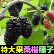 🍇㊣【我想發芽】水果種子 大果桑葚 桑椹 種子 四季大果桑 桑棗桑葚子 產量高 可釀酒 泡酒 (約20粒/包)