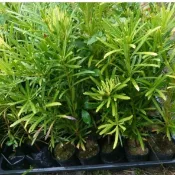 東大興農場 羅漢松 羅漢松苗 3.5 寸盆 觀賞盆栽  觀葉植物
