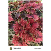 滿築觀葉彩葉草（46）