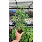 芳香萬壽菊 、甜菊～3吋盆～泡茶～乎你紅莊園