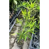 一禪種苗園-健康長壽的象徵〈羅漢松苗-A級/羅漢杉)〉喬木-3吋軟盆/寓意著吉祥富貴