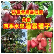 🔥🔥【珍果收藏】13款蓮霧種子｜黑金剛/香水/巴掌/芭比蓮霧｜熱帶果樹 庭院盆栽｜南北可試種 嫁接基底