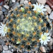 ☀️小陽光仙人掌☀️ 明星🎇煙火般的刺座 柔軟不刺 多肉植物 療癒小物