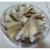 金勾魚翅禮盒 （150克/1份）乾魚翅 魚翅 小勾翅 水鯊勾