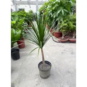 杭家園藝  觀葉植物  龍鐵樹 八寸盆