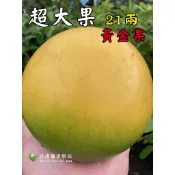 21兩黃金果 大果黃金果 黃金果苗 樹苗 靠接苗 嫁接苗 盆栽 21倆 二代 三代 九大 蜜香 大金沙 熊讚 冬蜜 白綿