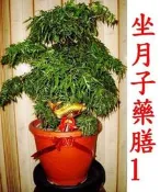 ＜金葫蘆＞【坐月子藥膳1】天麻、四神、杜仲葉…藥膳/每份100+60元/中藥生科通路模範生