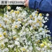 現貨 8款洋甘菊種子（400粒）四季種植羅馬 重瓣盆栽 陽臺種植 好養好看 春季爆花 可食用泡水 插花 四季種植 超低價