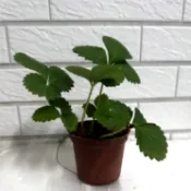 大湖草莓/香水草莓苗/白草莓苗（天使、雪兔）/日本草莓苗/黑金剛草莓苗3吋苗 陽台植物首選 療癒系植物