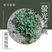 植得｜螢光藍蕨｜藍草｜空氣淨化蕨類植物