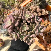 LH植物坊《達摩姬秋麗+丸葉姬秋麗》