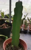 火龍果枝條 有根枝條 3枝賣場35-40公分 嫁接保母 枝條有白火龍果和紅火龍果  仙毬園