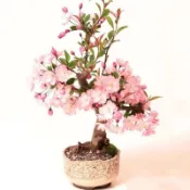 粉紅吉野  可矮化造型日本櫻花樹 4吋 早櫻吉野櫻花濃香花卉 櫻花 粉吉野
