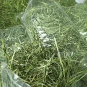 【萌寵健康牧草屋】百幕達細葉牧草 過篩 美國提摩西一割 二割 苜蓿 澳洲燕麥草 甜小麥 兔子龍貓豚鼠荷蘭豬小寵牧草