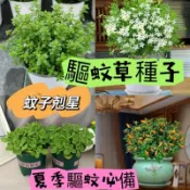 👍🎇【十六款驅蚊草種子】 強效驅蚊蟑螂 薄荷 萬壽菊 驅蚊草 濃香型花卉 盆栽驅蚊草種子 夏季必備驅蚊草