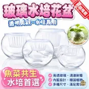 ║小霖園藝║水培花盆 玻璃花盆 圓球花盆 綠蘿植物透明花盆 玻璃花瓶  水培盆 魚玻璃瓶 魚菜共生 水養植物 辦公室盆栽