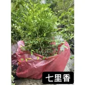 七里香苗/籬笆樹/綠化樹木/永吉種苗園