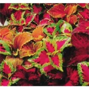 彩葉草種子 Coleus 約150粒 栽培容易 花卉種子 觀葉植物 農友種苗 台灣生產