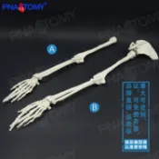 ♥❤PNATOMY 人體手骨模型上肢骨下肢骨腿骨股骨肱骨腳骨成人骨骼模型