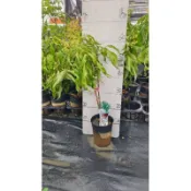 玉荷包 玉荷包荔枝 玉荷包荔枝苗 大丁香荔枝 大丁香荔枝苗 黑葉荔枝 糯米荔枝 蜜香無子荔枝 鵝蛋荔枝 荔枝