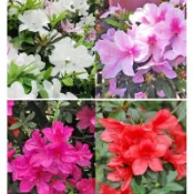 東大興農場 平戶杜鵑（不挑色）溪南紅色杜鵑  玫瑰杜鵑 琴之舞杜鵑花 杜鵑花 3-4 寸盆  觀花盆栽 觀花植物