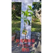 秋蜜榴槤蜜 秋蜜 馬肚榴槤蜜 馬肚 榴槤蜜 CH28榴槤蜜 紅金蜜榴槤蜜 超甜榴槤蜜 不黏榴槤蜜 嫁接苗