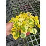 田尾玫瑰園 l 黃金酪梨醬 5吋 香草植物