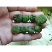 【塊根英雄】凝蹄玉種子/Pseudolithos migiurtinus//蘿藦科