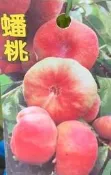 ╭☆東霖園藝☆╮水果苗--(蟠桃)--苗栽 另有大果蟠桃.單價較高
