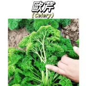 【台灣現貨】歐芹種子 巴西利種子 菊花葉調味香芹籽法芹香料歐芹 陽台盆栽庭院 可食用蔬菜種子 #辛香類